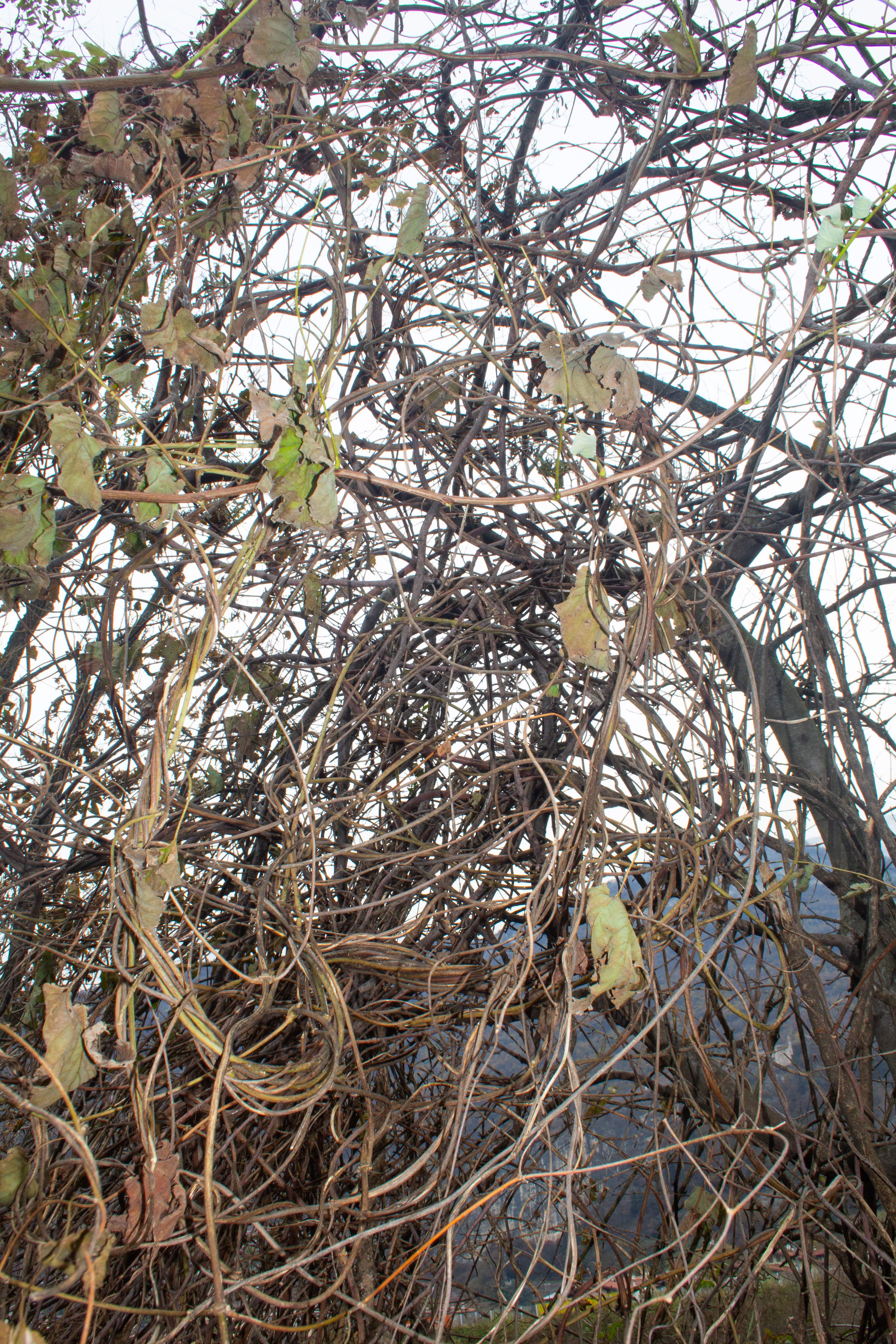 wild basketry